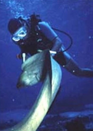  Une aventure sous la mer